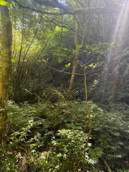 2025-08-30 豎旗山西北稜上-豎旗山-烏山古道西段下2874124