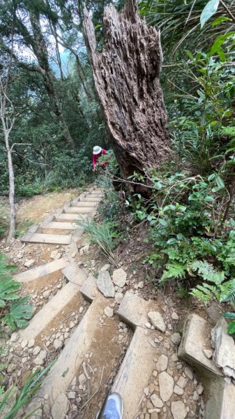 北得拉曼內鳥嘴山賞黃金山毛櫸、神木、雲海2647849