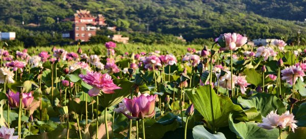 天龍國阿伯的日常-雲山水花鳥蝶 #日出 #牡丹蓮 #香水蓮 #手機拍攝 賞蝶趣 7/42826993