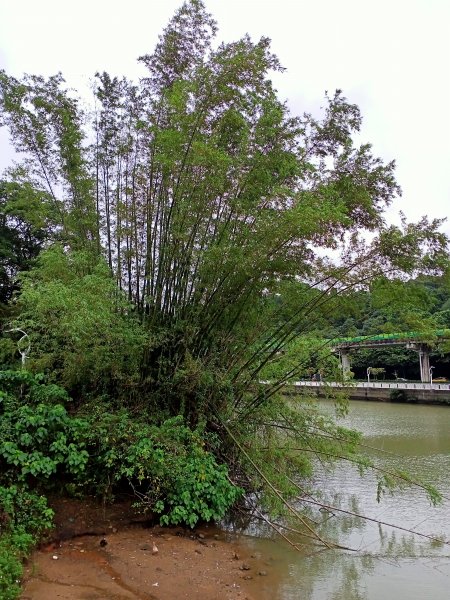 大湖公園《門庭若市》1903714