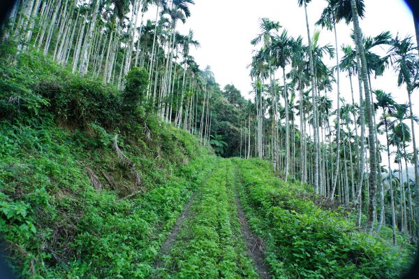新北 三峽 內詩朗山、金平山2950907