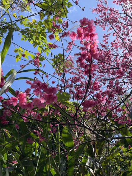 鳳鳴越嶺山佳2708069