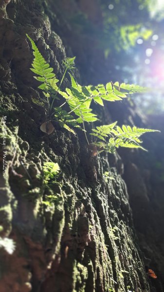 《彰化》原始峽谷｜八卦山一線天步道202502282723529