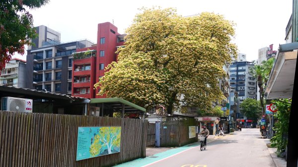 加羅林魚木,松菸文創園區3038141