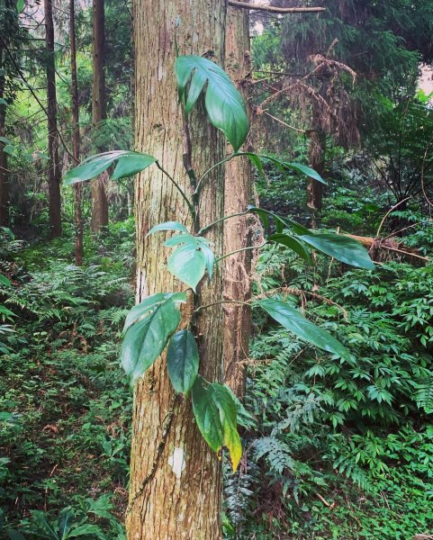 【小百岳】鵝公髻山Ｏ型、柳杉森林浴、上坪溪瀑布群1630688