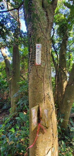 2021-09-25桃園金面山步道1470487