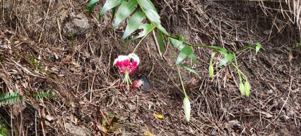 雲山水花鳥蝶-天龍國阿伯的日常 #艷紅鹿子百合 #大鳳蝶 #玉帶鳳蝶2863964