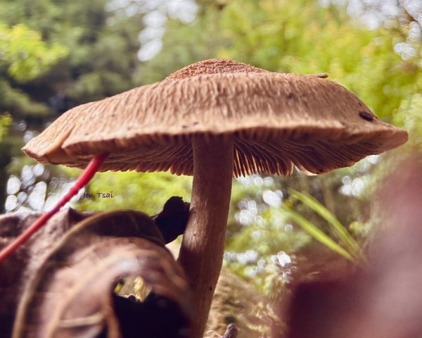 阿里山小笠原祝山森林遊3091519