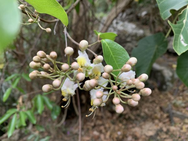 20250329屏東里龍山2750607