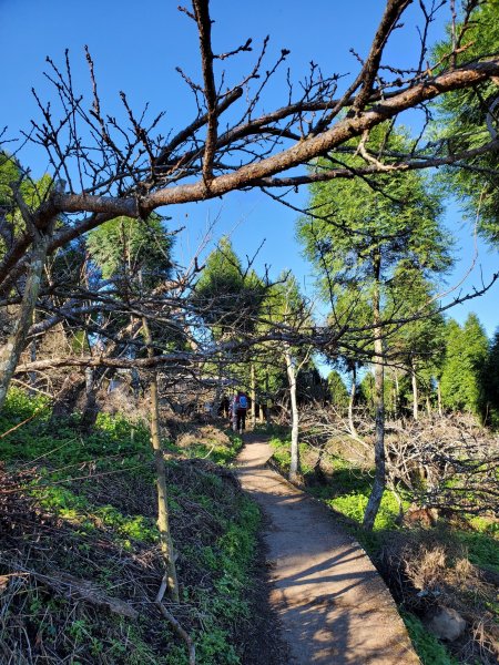 【苗粟 | 馬拉邦山】1227225