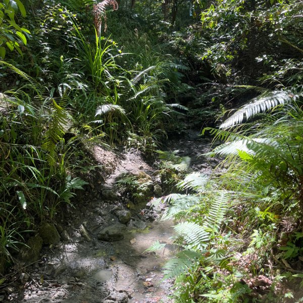 20251012_八里灣山（花蓮小百岳）2941301