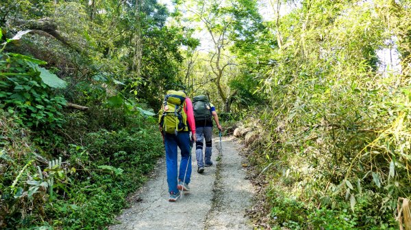 《蝶戀花。錫葉藤盛放》2735266