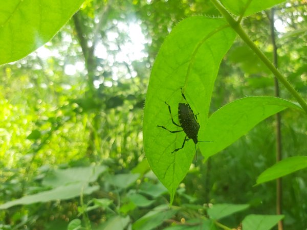 關廟森林公園步道1781832