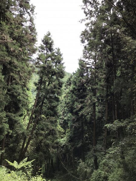 109年6月26日特富野古道1027077