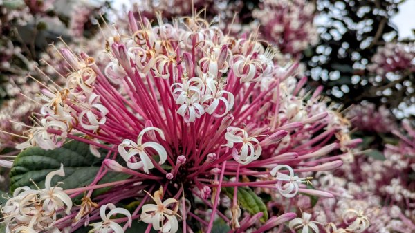 南迴與巴塱衛山2720478