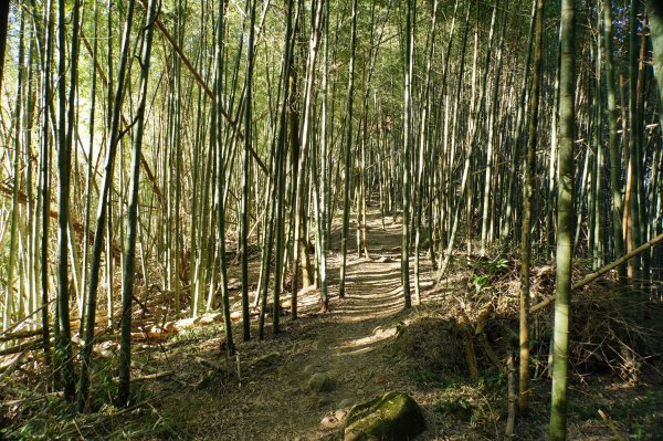 南投 鹿谷 龍鳳山、龍鳳峽山、三叉崙山、水桶寮山、內樹皮山、羊頭崙山、志騰山、竹崙山、溪頭山2962244