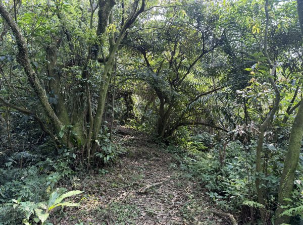 [微笑山線_第八段] 2026_0411 二格山系_筆架山北峰3035115