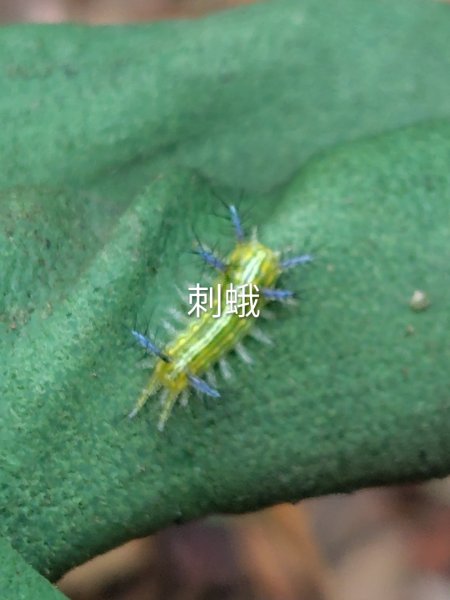 德三縱走3079447