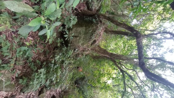 逐鹿卡保山賞一葉蘭2760876