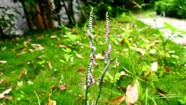 綬草（清明草、一線香或盤龍參）封面