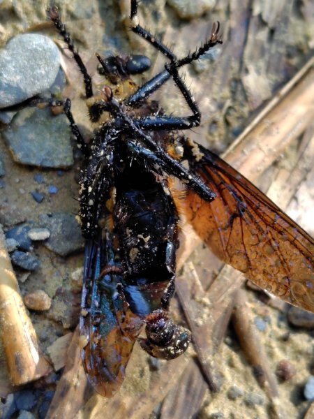 九彎仔步道2816545