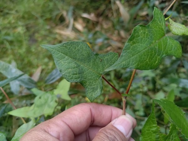 回歸自然的杜仔湖步道上雙子山2677781
