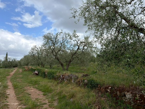 Via Francigena D2: Colle di Val d’Elsa-Monteriggio3072740