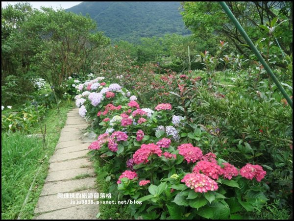 竹子湖繡球花季594250