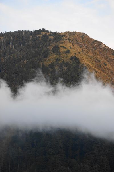 鹿林山-鹿林前山-麟趾山一日遊291698