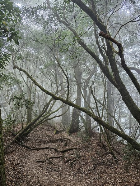 231125-小百岳#054金柑樹山（崩壁頭山）+忘憂森林。美美兔與藍腹鷳的相遇。2361814