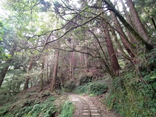 嘉義 阿里山 特富野古道(0K~2.7K)1486835