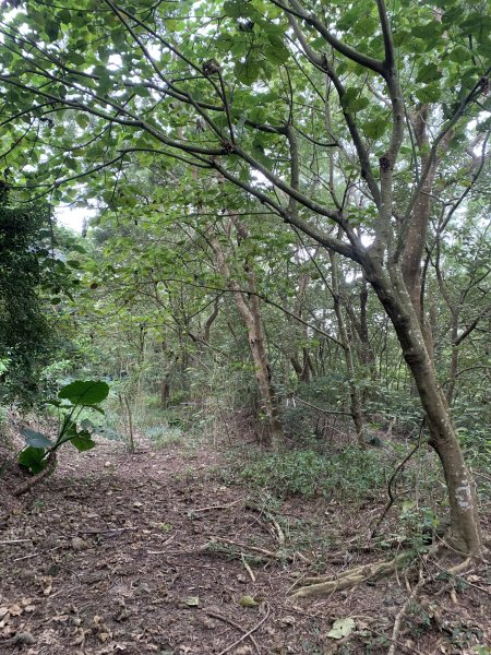 20250127屏東坪埔厝山-草山-南湖呂山西峰-南湖呂山2705100