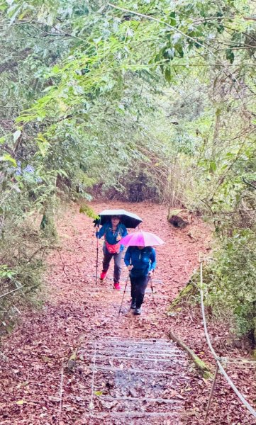 觀霧瀑布 賞鳥步道2926793