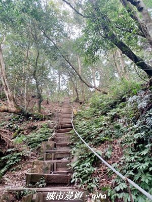 【新竹竹東】五指山登山步道3004814