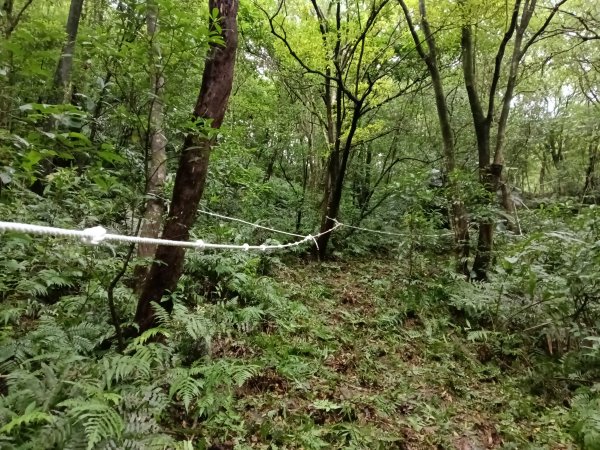 雙溪區平水+外柑腳山去回2784070