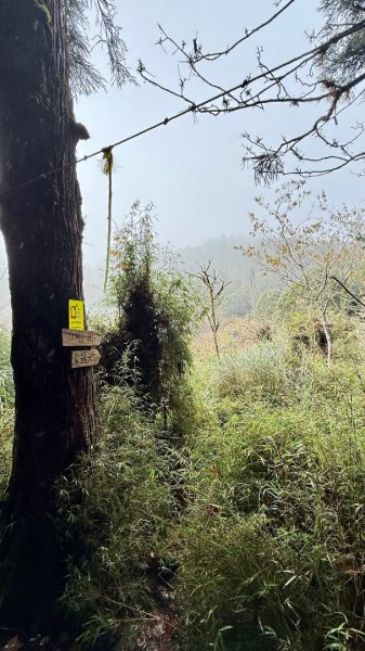 穿羅紗的「加羅湖」2943926