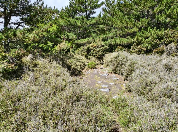 北一段(10/14)馬比杉山 2025_0906~132887129