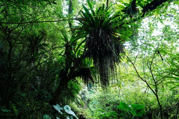 新北 烏來 波露南山3035992