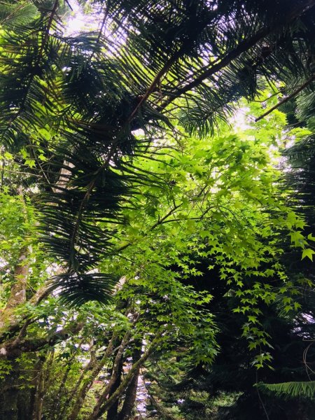 瓏美麗一週一步道（馬那邦山）558299