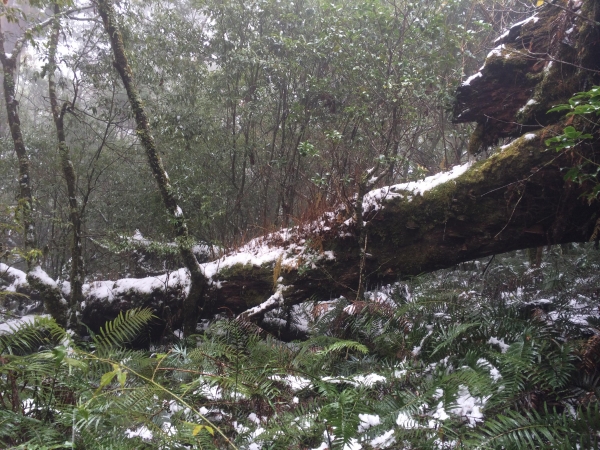 山岳之美 塔曼踏雪8497