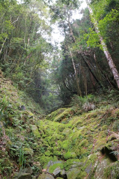 觀霧 檜山巨木群步道1090229