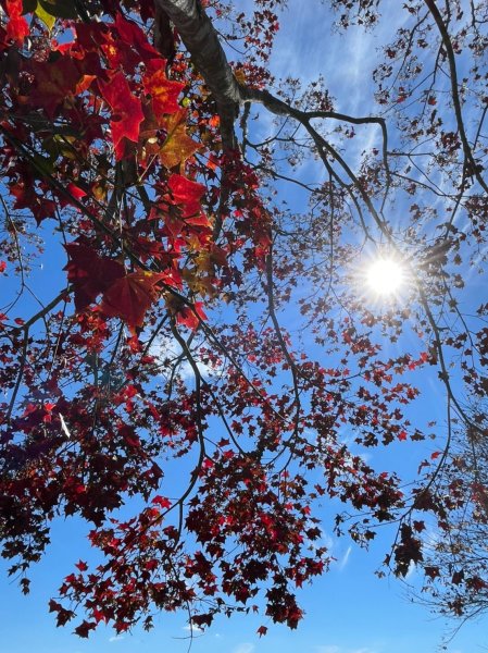 [小百岳]Ｎo.037馬那邦山。賞楓季馬那邦山登山步道楓葉紅了~