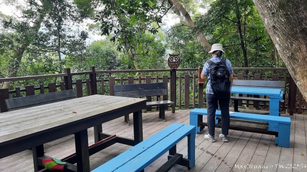 《台中》觀九九峰｜霧峰青桐林生態步道群202511092932225