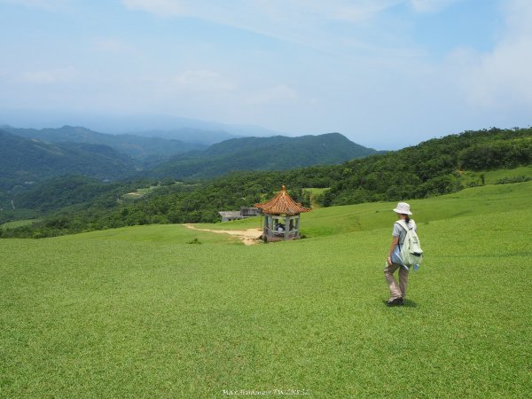 《新北》草原牛群｜貢寮桃源谷步道(內寮線)201805172887818