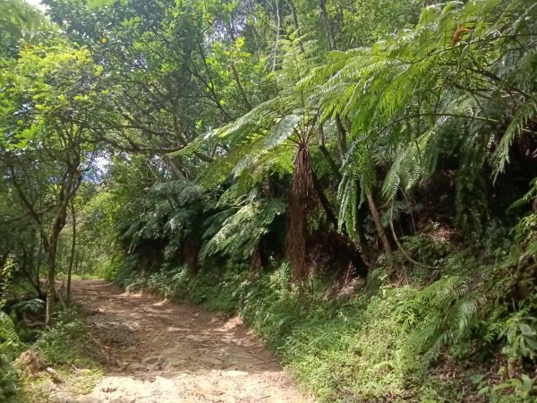 汐止區夢湖保線路+單車夢湖路O型2894079