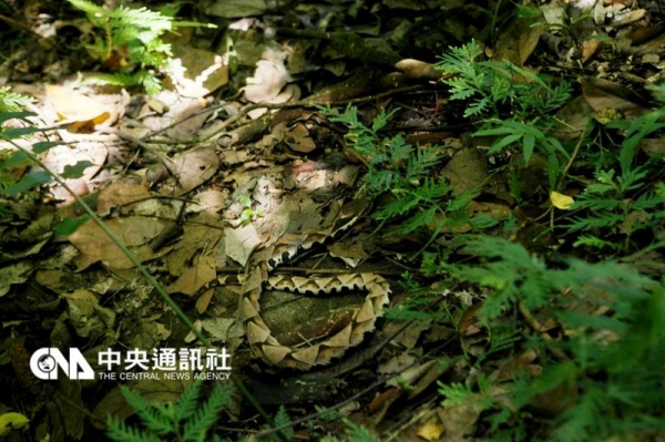 【新聞】森林博物館：壓制百步蛇 因恐攻擊人