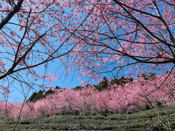 1120305山上人家-鵝公髻山2056737