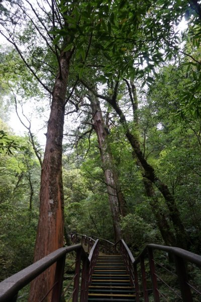 桃園拉拉山神木群1332681