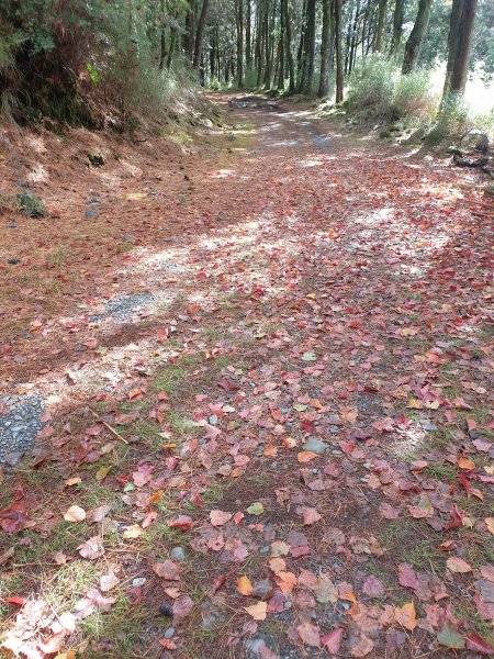 大雪山200林道北三錐山1579152