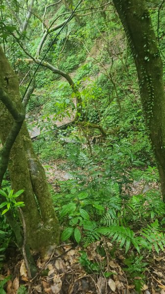 2025-01232淡蘭古道北二段(燦光寮古道到澳底)2696582
